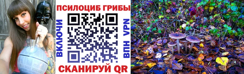 Псилоцибиновые грибы Psilocybe Красный Холм
